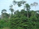 regenwald Als Ausgleich für unsere CO²Emissionen durch Autofahrten unterstützen wir ein Regenwaldschutzprojekt durch Landkauf im Amazonasgebiet von Peru